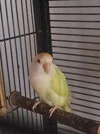 2 Agapornissen, Dieren en Toebehoren, Februari, Meerdere dieren