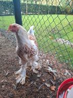 Brahma groot/ goud wit gezoomd, Dieren en Toebehoren, Pluimvee, Mannelijk, Kip