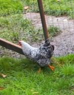 Wyandotte haan gestreept, Dieren en Toebehoren, Pluimvee, Mannelijk, Kip