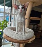 Nog 1 prachtige oosterse korthaar katertje,hij mag verhuizen, Dieren en Toebehoren, Kater, Ontwormd, 0 tot 2 jaar