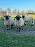 3 Walliser Schwarznase schapen, Dieren en Toebehoren, Meerdere dieren, Schaap
