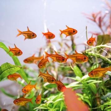 Vuurtetra beschikbaar voor biedingen