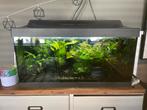 Aquarium 60L incl toebehoren, Dieren en Toebehoren, Vissen | Aquaria en Toebehoren, Ophalen, Zo goed als nieuw, Gevuld zoetwateraquarium
