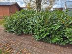 Laurierstruiken, Tuin en Terras, Ophalen, Laurier, Struik, 100 tot 250 cm
