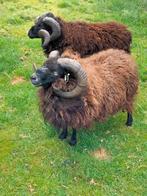 Ouessant ram., Dieren en Toebehoren, Mannelijk, Schaap