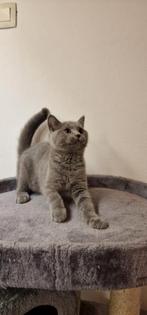 Britse Korthaar kittens Blue & Lilac met paspoort, Kater, Ontwormd