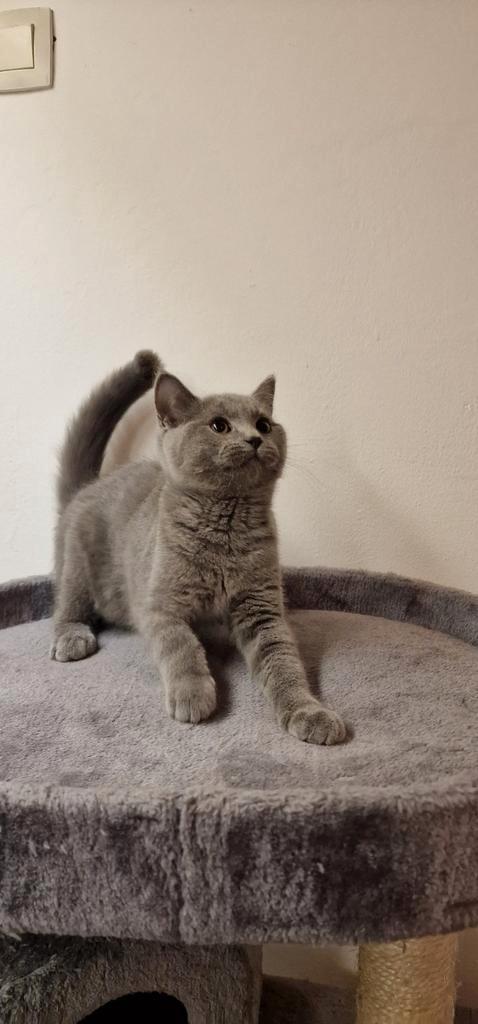 Britse Korthaar kittens Blue met paspoort, Dieren en Toebehoren, Katten en Kittens | Raskatten | Korthaar, Kater, Ontwormd, Ingeënt