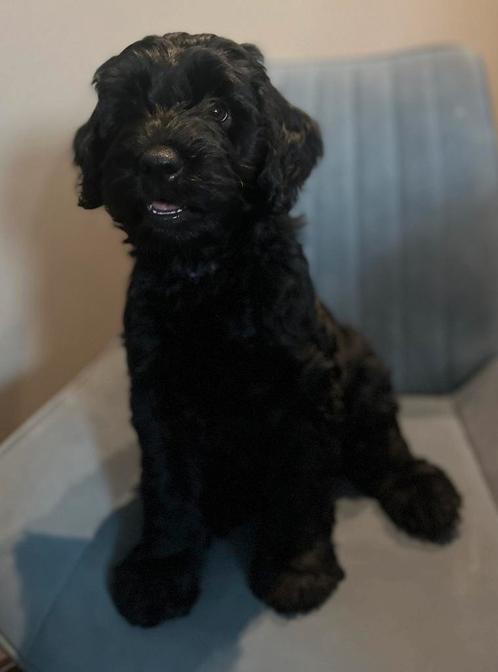 Labradoodle pup, Dieren en Toebehoren, Honden | Retrievers, Spaniëls en Waterhonden, Reu, Labrador retriever, Particulier, Meerdere