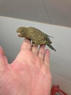 Grasparkieten split om nog vedder tam te maken geringt, Meerdere dieren, Parkiet, Tam