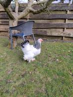 Brahma broedeieren wit zwart columbia, Dieren en Toebehoren, Pluimvee, Geslacht onbekend, Kip