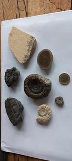 Lot ammonieten/ fossielen ( 6), Ophalen of Verzenden, Fossiel