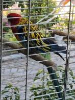 Rosellas, Dieren en Toebehoren, Mannelijk, Parkiet, Geringd