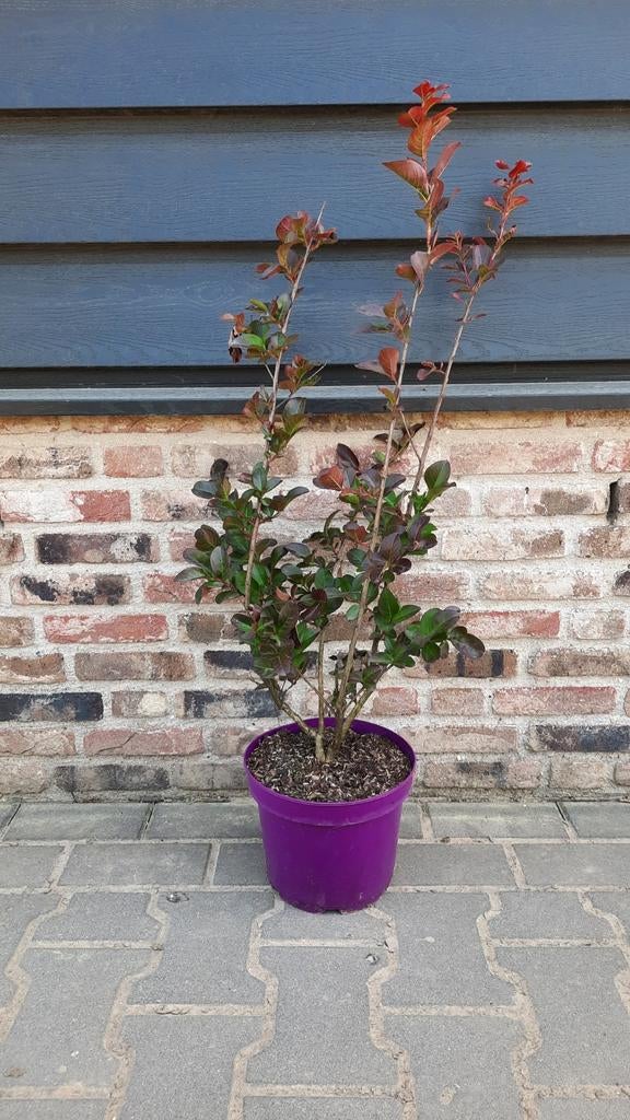 Lagerstroemia (Lagerstroemia 'Pink Velour')🌺, Tuin en Terras, Ophalen, Zomer, Volle zon, Overige soorten