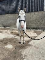 Super brave betrouwbare pony!, Dieren en Toebehoren, Pony's, Gechipt, Ruin, L, 11 jaar of ouder
