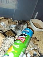 Tam ratje van 1 jaar oud, Dieren en Toebehoren, Knaagdieren, Rat, Vrouwelijk, Januari, Tam