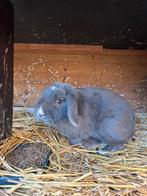 Nederlandse hangoordwerg konijn ram, Dieren en Toebehoren, Konijnen, Mannelijk, Dwerg, Hangoor, 0 tot 2 jaar