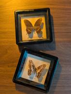 Vintage vlinders, Overige soorten