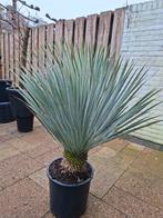 Yucca Rostata buitenplant, Tuin en Terras, Ophalen, Overige soorten, Volle zon