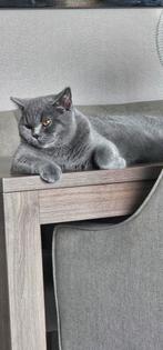Britse Korthaar Dekkater met Dekkinggarantie ( Niet te koop), Dieren en Toebehoren, Katten en Kittens | Dekkaters
