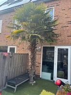 Palmboom (trachycarpus fortunei), Tuin en Terras, Planten | Bomen, Volle zon, Ophalen of Verzenden, 250 tot 400 cm, Zomer
