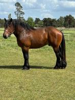 Comtois Hengst, Dieren en Toebehoren, Paarden, Minder dan 160 cm, Gechipt, Niet van toepassing, Hengst