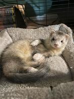fret met een kooi, Dieren en Toebehoren, Oktober, Mannelijk, Fret