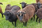2 ouessant ooitjes gezocht liefst van dit jaar !, Dieren en Toebehoren, Schapen, Geiten en Varkens, Vrouwelijk, Schaap