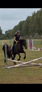 PONY GEZOCHT, Dieren en Toebehoren, Ophalen