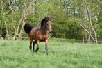 Allround paard te koop, Dieren en Toebehoren, Paarden, Ruin, Springpaard, Gechipt, 7 tot 10 jaar