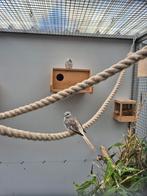 Diamantduiven juni 2025, Meerdere dieren, Tropenvogel