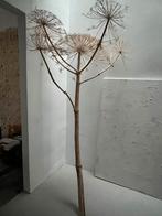 Gedroogde Berenklauw - Decoratie, Ophalen, Zo goed als nieuw