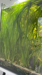 Vallisneria Spiralis 5 voor 6 euro!, Dieren en Toebehoren, Vissen | Aquariumvissen, Vis
