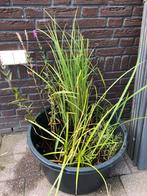 Diverse waterplanten | vijverplanten in mandjes, Ophalen, Volle zon, Vaste plant, Zomer