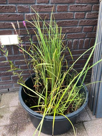 Diverse waterplanten | vijverplanten in mandjes beschikbaar voor biedingen