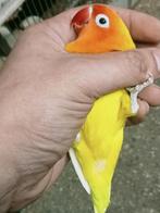 Prachtige brr agapornis fisheri opaline pastelino man, Dieren en Toebehoren, Vogels | Parkieten en Papegaaien, Mannelijk, Dwergpapegaai of Agapornis