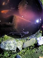 Diamantsteur 60 cm. Zeer mooi., Dieren en Toebehoren, Steur