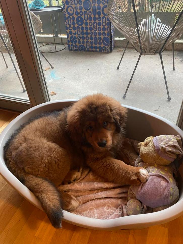 Hondenmand L, Dieren en Toebehoren, Hondenmanden, Zo goed als nieuw, Ophalen