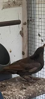 Merel pop 2025 lees, Vrouwelijk