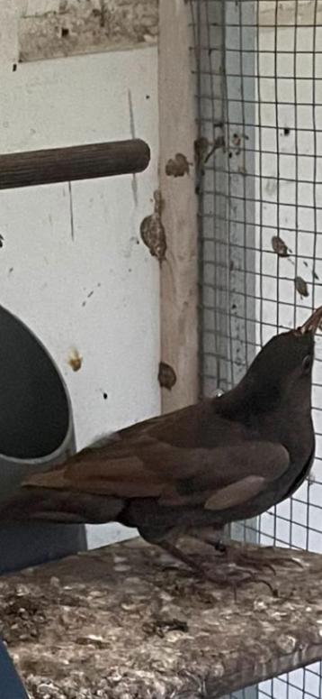 Merel pop 2025 lees beschikbaar voor biedingen