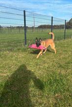 Knappe Mechelse herder teefje, Dieren en Toebehoren, Honden | Niet-rashonden, België, Particulier, Rabiës (hondsdolheid), 1 tot 2 jaar