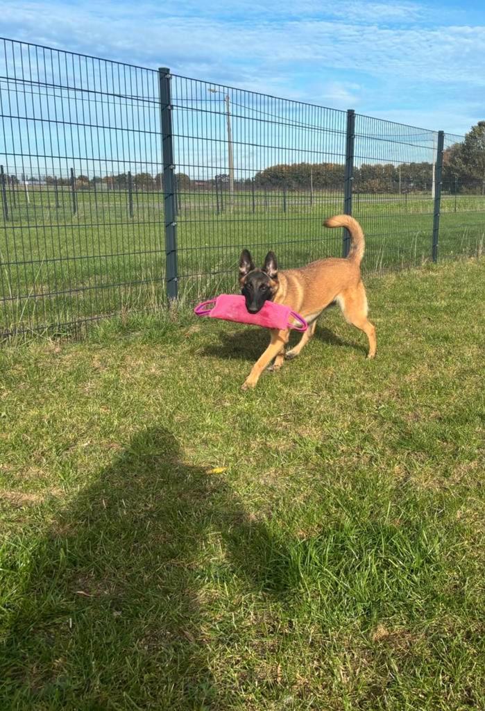 Knappe Mechelse herder teefje, Dieren en Toebehoren, Honden | Niet-rashonden, Middel, Teef, Particulier, Eén hond, België, 1 tot 2 jaar