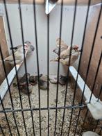 +- 100 zebravinken, Dieren en Toebehoren, Meerdere dieren