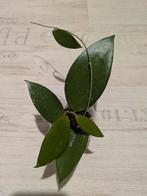 Hoya purpurea fusco, Ophalen of Verzenden, Overige soorten, Minder dan 100 cm