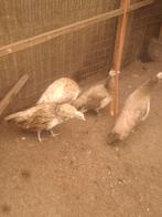 Violet pauwen, Dieren en Toebehoren, Pluimvee, Mannelijk