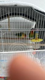 Agapornis, Dieren en Toebehoren, Vogels | Hokken en Kooien, Ophalen of Verzenden, Vogelkooi