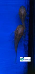 Ancistrus spec. "Gold", Dieren en Toebehoren, Vissen | Aquariumvissen, Vis, Zoetwatervis