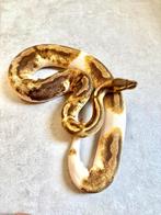 1.0 enchi fire pied man, Dieren en Toebehoren, Reptielen en Amfibieën, Slang, 3 tot 6 jaar