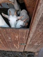 2 jonge melkgeiten, Dieren en Toebehoren, Schapen, Geiten en Varkens