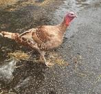 kalkoen, Dieren en Toebehoren, Pluimvee, Mannelijk, Kalkoen