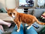 Lieve knuffelige kater, Dieren en Toebehoren, Katten en Kittens | Overige Katten, Kater